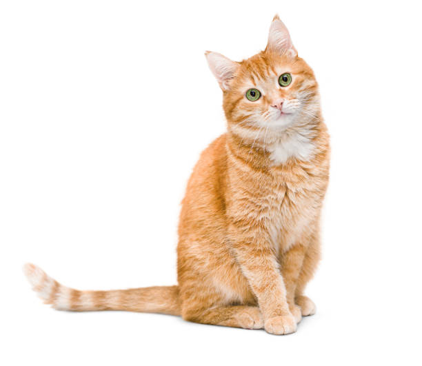 cat1.jpg