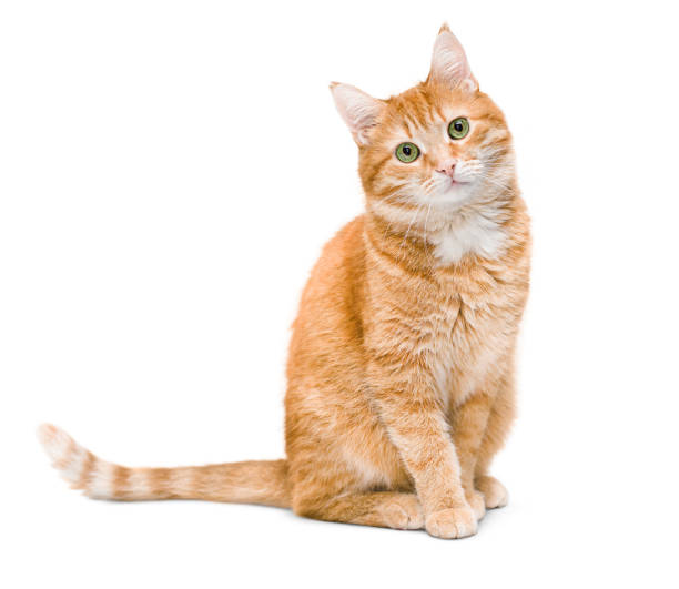 cat2.png