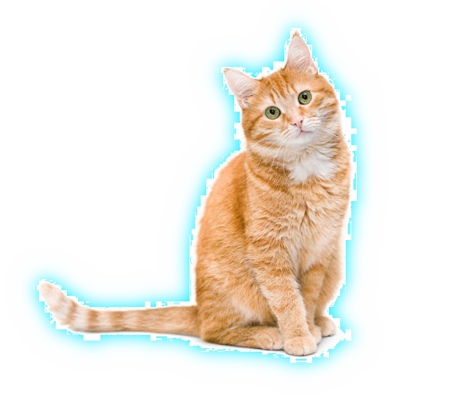 cat_halo1.png