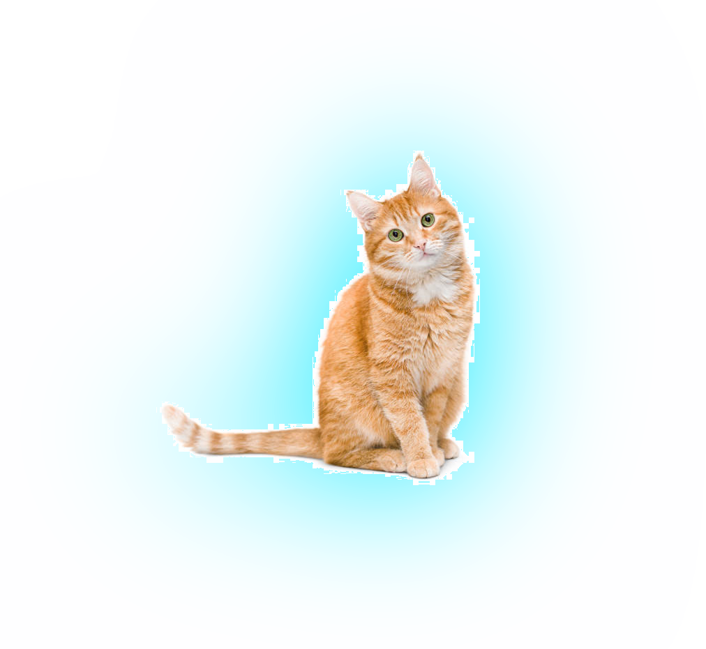 cat_halo1B.png